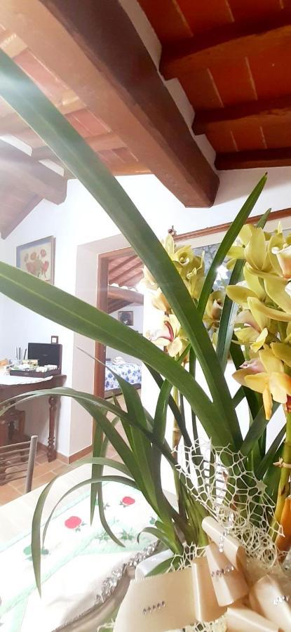 Apartamento Mansarda Degli Ulivi Rigomagno Exterior foto